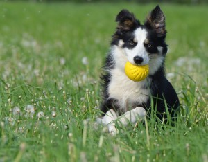 border-collie-672599_640