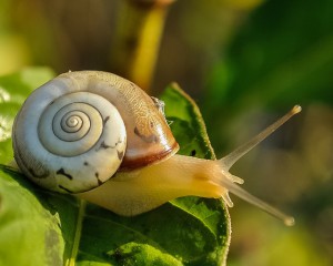 snail-405384_640