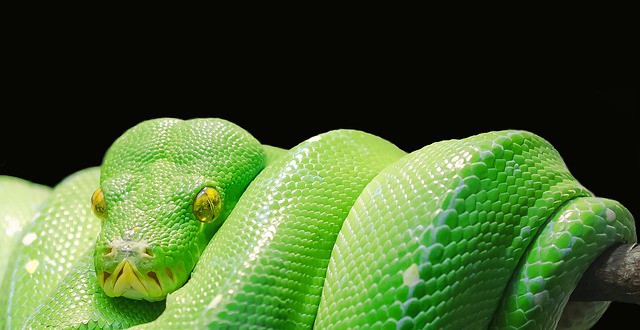 green-tree-python-543243_640